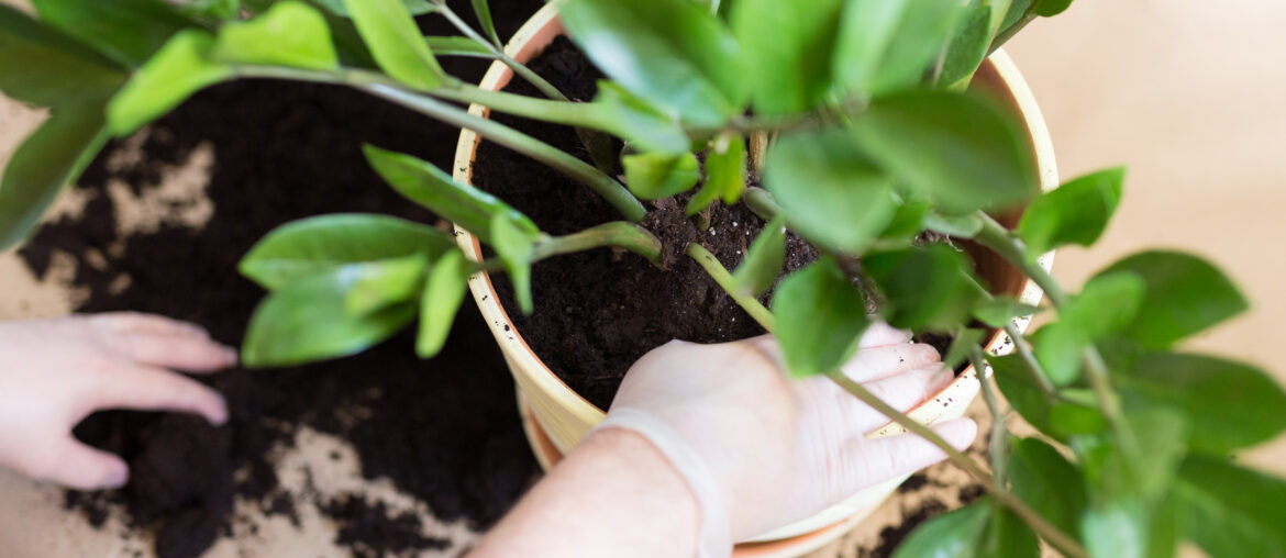 Man's Hands repotting Zamioculcas flower indoor, the houseplant transplant at home .Repotting plants at home. zamioculcas plant on floor with roots. Potting or transplanting plants. Houseplant.