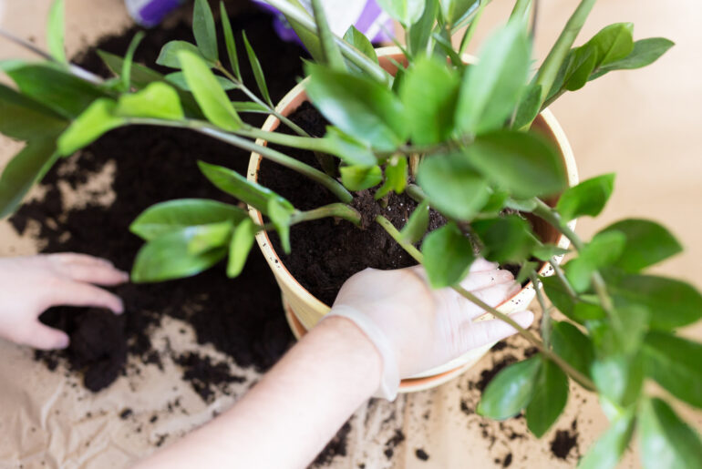 Man's Hands repotting Zamioculcas flower indoor, the houseplant transplant at home .Repotting plants at home. zamioculcas plant on floor with roots. Potting or transplanting plants. Houseplant.