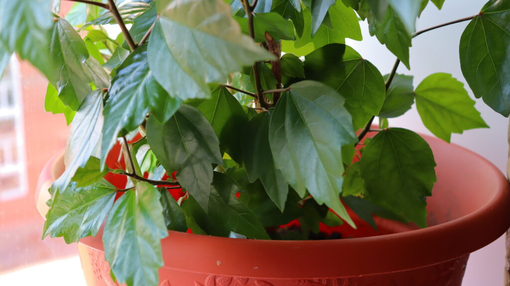 hibiscus flower in a pot on a window