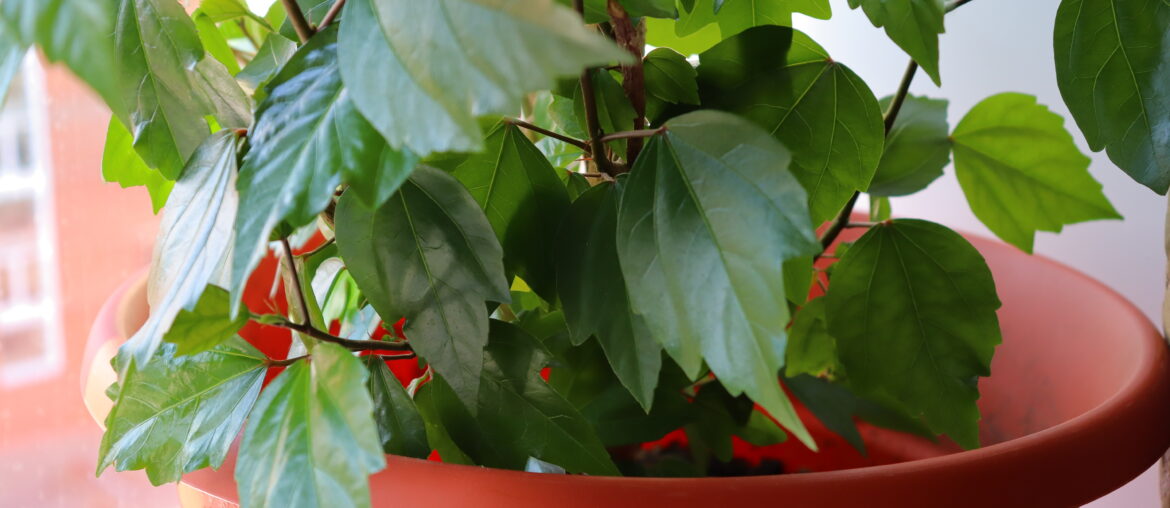 hibiscus flower in a pot on a window