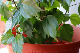 hibiscus flower in a pot on a window