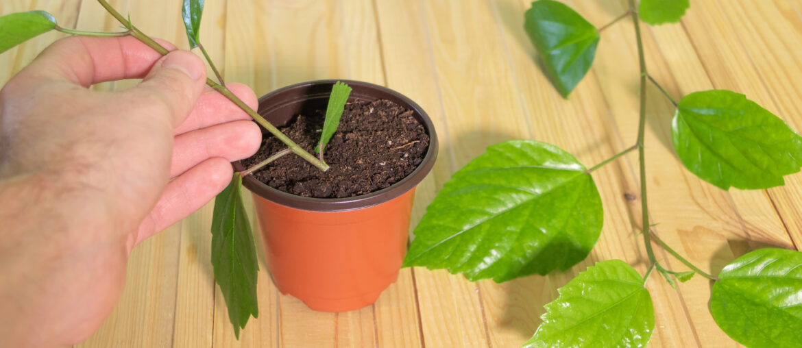 A gardner is planting Hibiscus from cuttings - Plant cuttings in the hand. How to prune hibiscus by cuttings concept - Grow tropical plants at home