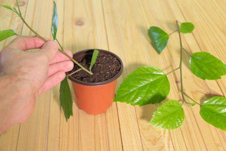 A gardner is planting Hibiscus from cuttings - Plant cuttings in the hand. How to prune hibiscus by cuttings concept - Grow tropical plants at home