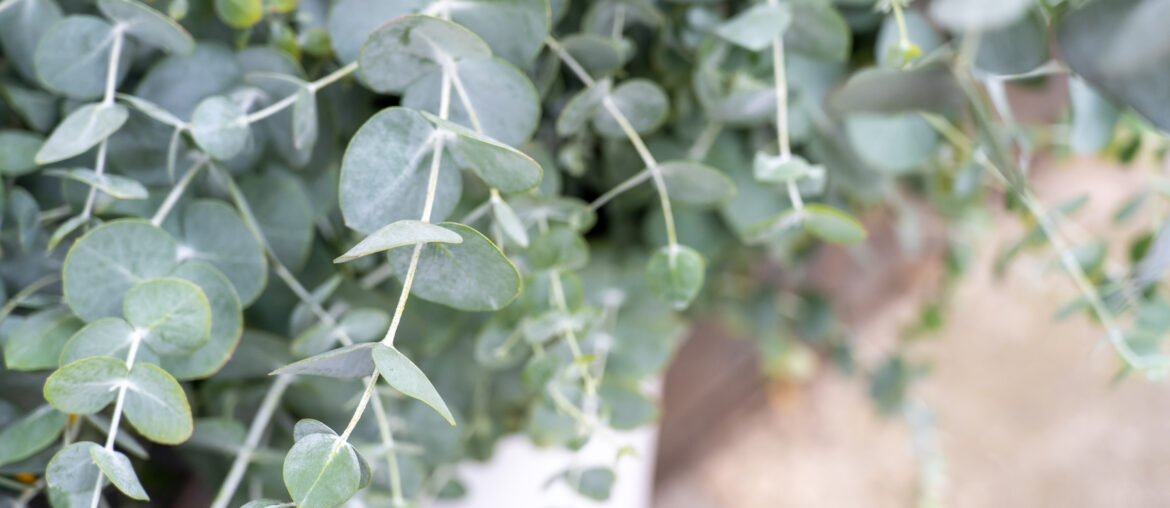 Green eucalyptus branch, Silver Dolar Eucalyptus polyanthemos.	 Eucalyptus pulverulenta