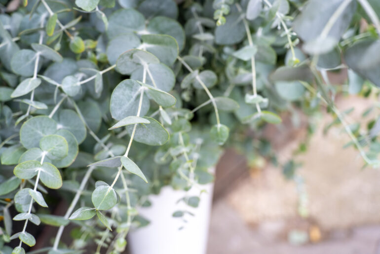 Green eucalyptus branch, Silver Dolar Eucalyptus polyanthemos.	 Eucalyptus pulverulenta