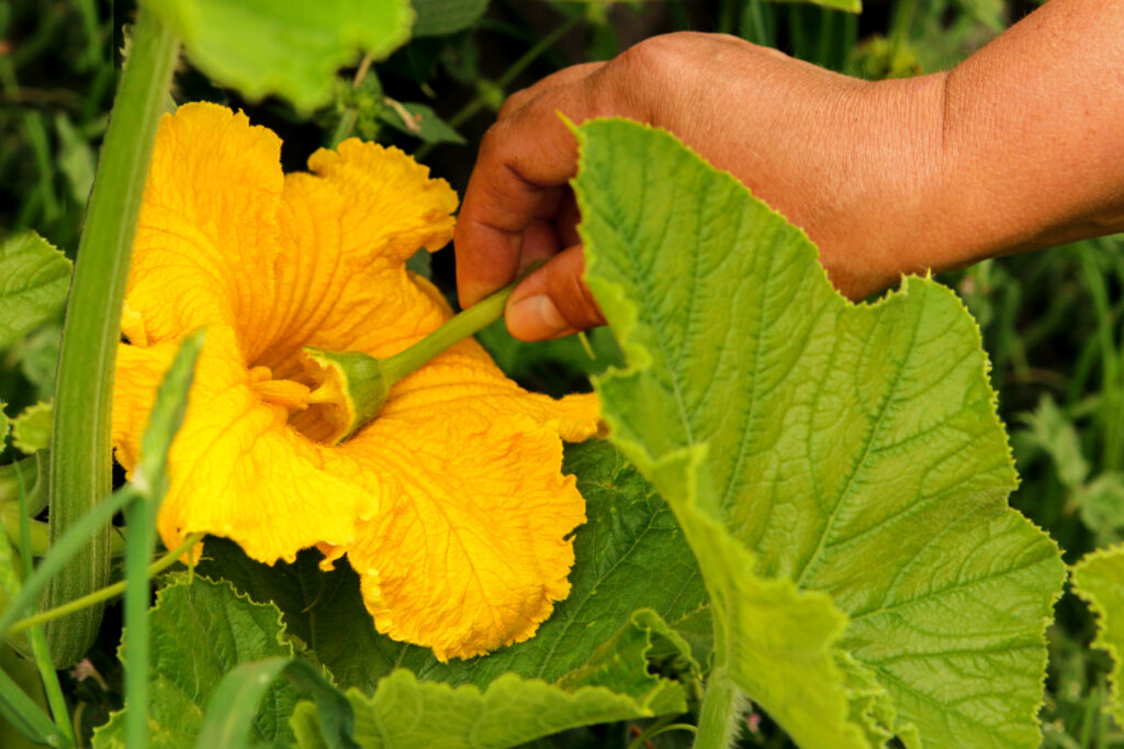 Manual pollination of zucchini flowers with a male flower. Work in the garden in the spring pollination of plants.