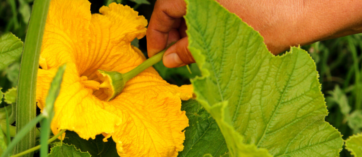 Manual pollination of zucchini flowers with a male flower. Work in the garden in the spring pollination of plants.