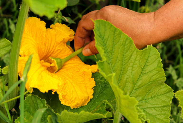 Manual pollination of zucchini flowers with a male flower. Work in the garden in the spring pollination of plants.