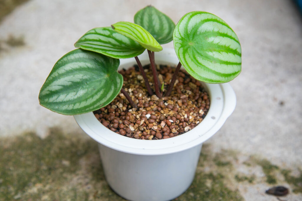 Leaves of decorative houseplant Watermelon Peperomia.