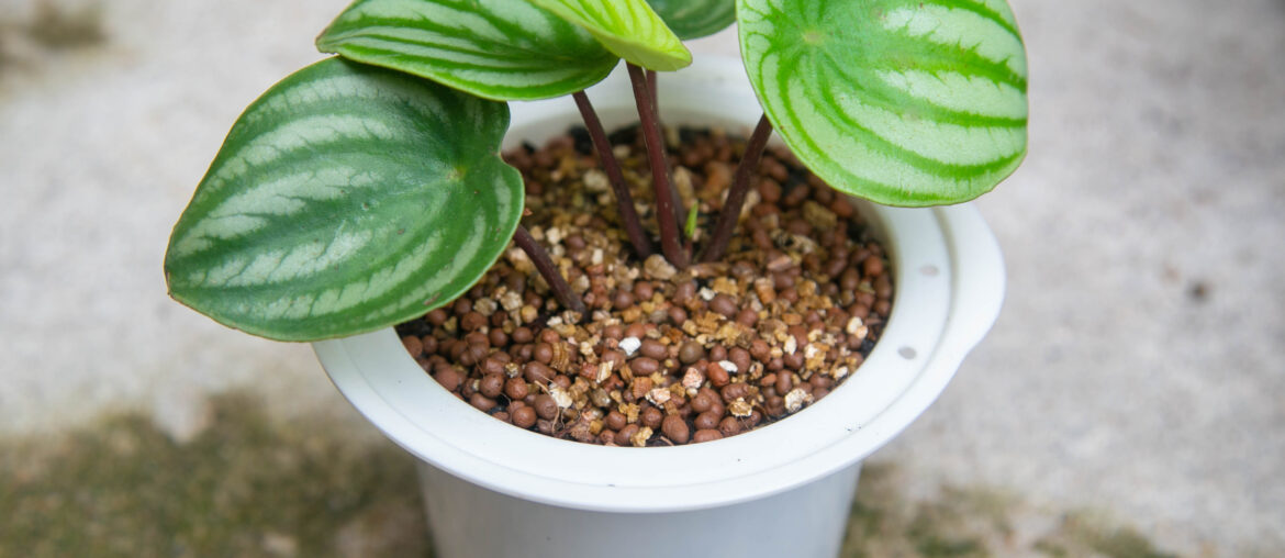 Leaves of decorative houseplant Watermelon Peperomia.