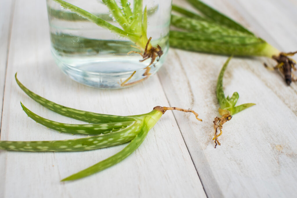 Small aloe vera seedlings in a glass of water on wood table.