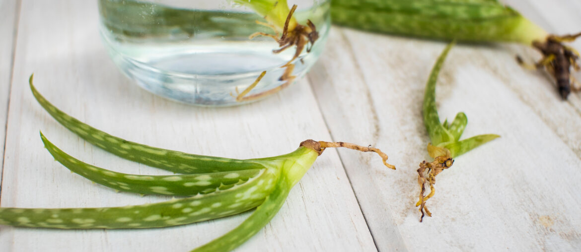 Small aloe vera seedlings in a glass of water on wood table.