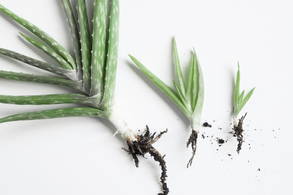 Aloe vera plant on white background | mother plant and baby plants for propagation | propagating houseplants hobby