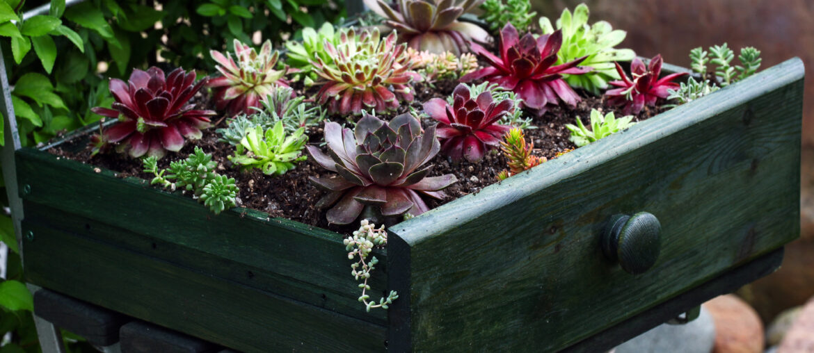 Beautiful sempervivum and succulent plants sitting an old green drawer on a metal chair in the garden as a decoration.