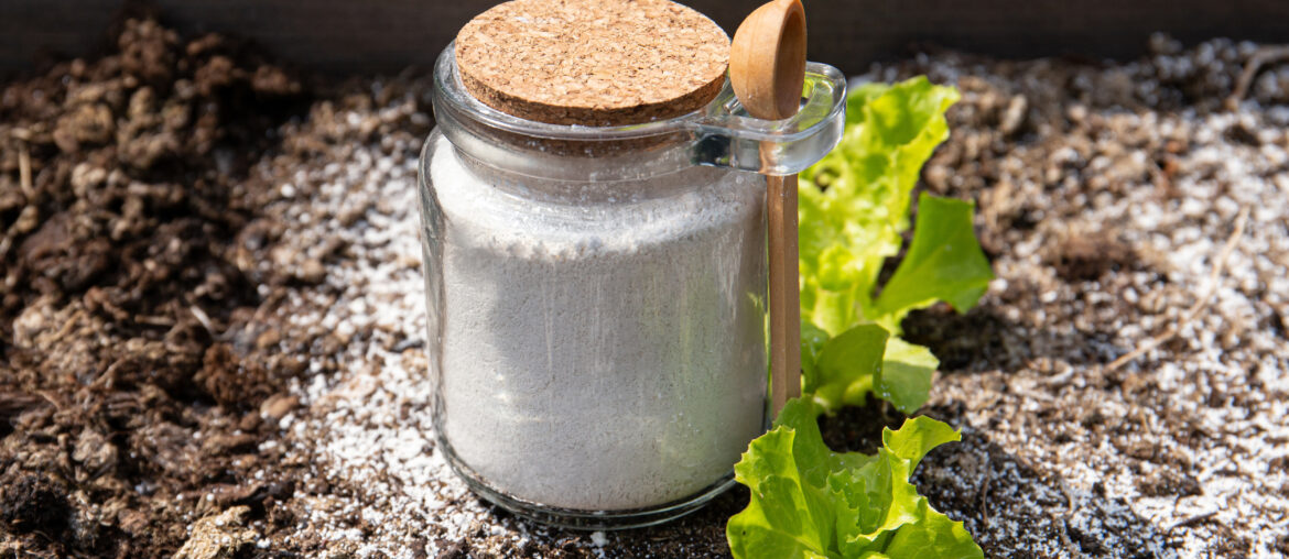 Using diatomite in garden work. Diatomaceous earth( Kieselgur) powder in jar for non-toxic organic insect repellent.