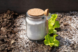 Using diatomite in garden work. Diatomaceous earth( Kieselgur) powder in jar for non-toxic organic insect repellent.