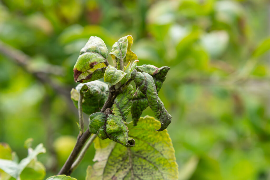 Rosy leaf-curling apple aphids, Dysaphis devecta, apple tree pest. Detail of affected leaf