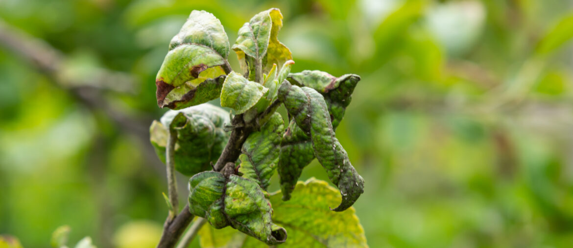 Rosy leaf-curling apple aphids, Dysaphis devecta, apple tree pest. Detail of affected leaf