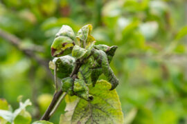 Rosy leaf-curling apple aphids, Dysaphis devecta, apple tree pest. Detail of affected leaf