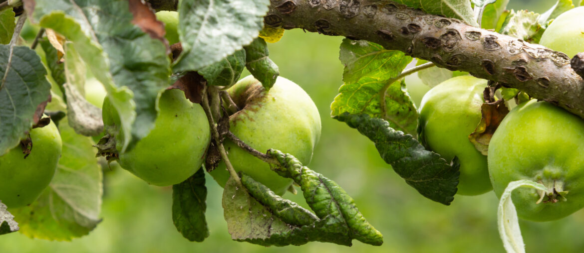 Rosy leaf-curling apple aphids, Dysaphis devecta, apple tree pest. Detail of affected leaf