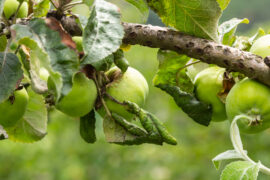 Rosy leaf-curling apple aphids, Dysaphis devecta, apple tree pest. Detail of affected leaf