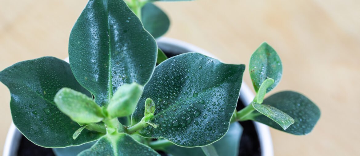 Close up of an autograph tree (clusia rosea ) on wooden table.