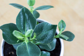 Close up of an autograph tree (clusia rosea ) on wooden table.