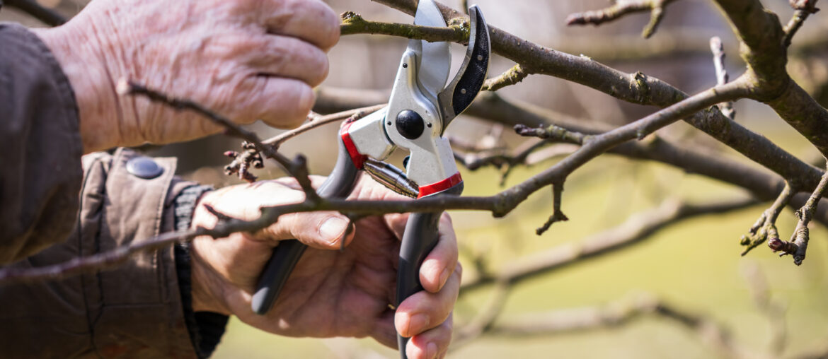 Gardening in orchard, pruning fruit tree