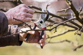 Gardening in orchard, pruning fruit tree