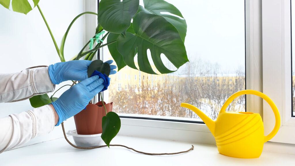 Hands processing potted plant Monstera against diseases, crop pests. Indoor flower and water can on windowsill at winter.