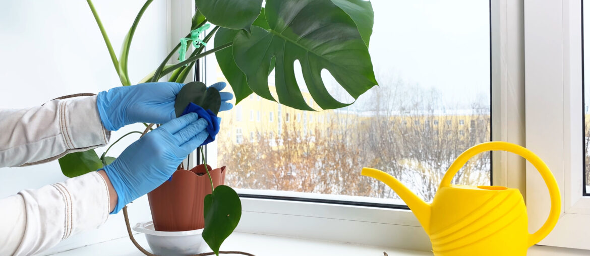 Hands processing potted plant Monstera against diseases, crop pests. Indoor flower and water can on windowsill at winter.