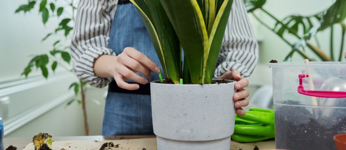 Close-up of a woman's hand fertilizing a potted sansevieria houseplant