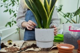 Close-up of a woman's hand fertilizing a potted sansevieria houseplant