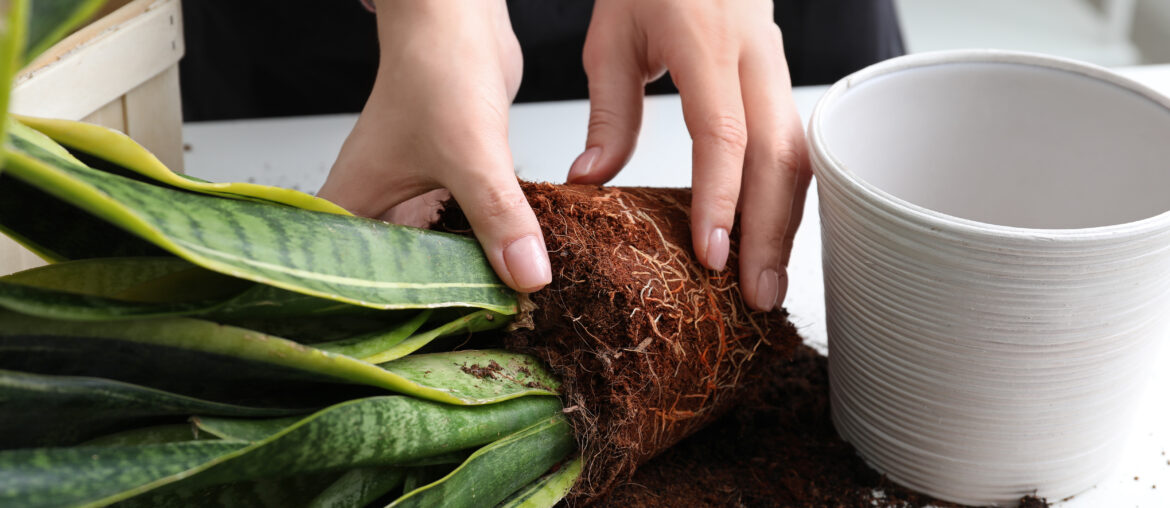 Woman repotting fresh plant at table