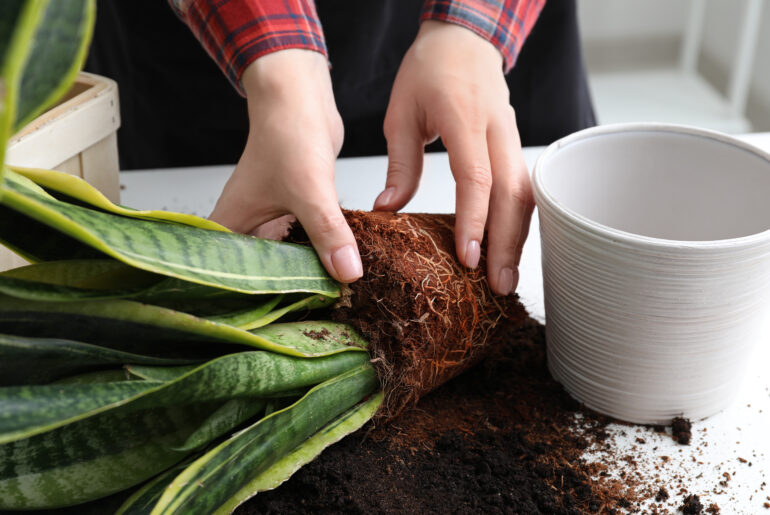 Woman repotting fresh plant at table