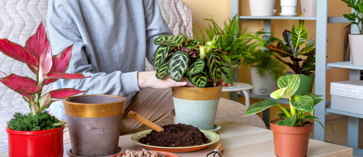 Woman replanting a young calathea makoyana plant into a new flowerpot. Young beautiful woman caring for potted indoor plants. Engaging hobby