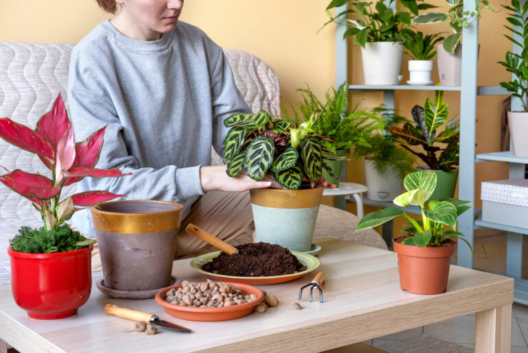 Woman replanting a young calathea makoyana plant into a new flowerpot. Young beautiful woman caring for potted indoor plants. Engaging hobby