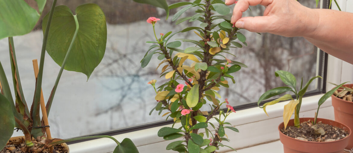 Women's hands cut off withered leaves and flowers from the plant euphorbia milii standing on the windowsill in the house against the backdrop of a snowy street