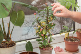 Women's hands cut off withered leaves and flowers from the plant euphorbia milii standing on the windowsill in the house against the backdrop of a snowy street