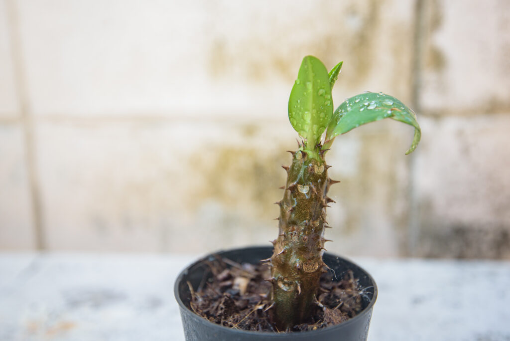 Euphorbia milii young plant in back pot