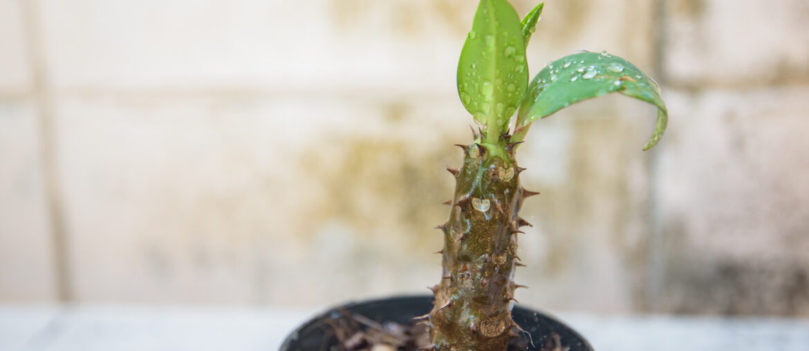 Euphorbia milii young plant in back pot