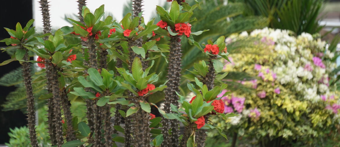 Euphorbia milii (crown of thorns, Christ plant, Christ thorn, Corona de Cristo, coroa de cristo) with natural background. It is a species of flowering plant in the spurge family Euphorbiaciae