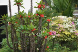 Euphorbia milii (crown of thorns, Christ plant, Christ thorn, Corona de Cristo, coroa de cristo) with natural background. It is a species of flowering plant in the spurge family Euphorbiaciae