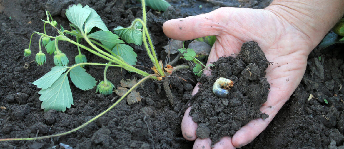 Larva of cockchafer beetle has eaten strawberry bush.