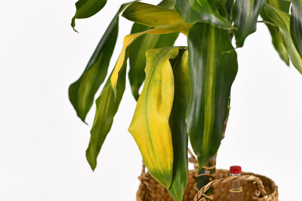 Yellowing leaf of tropical 'Dracaena Massangeana' houseplant