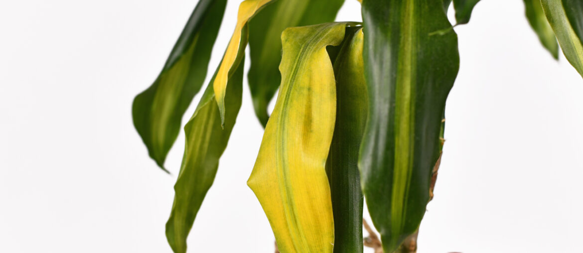 Yellowing leaf of tropical 'Dracaena Massangeana' houseplant