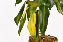 Yellowing leaf of tropical 'Dracaena Massangeana' houseplant