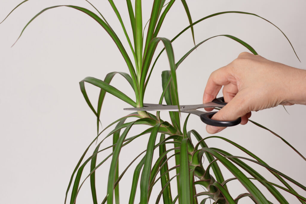 Woman hand pruning top of Dracaena marginata for renew plant