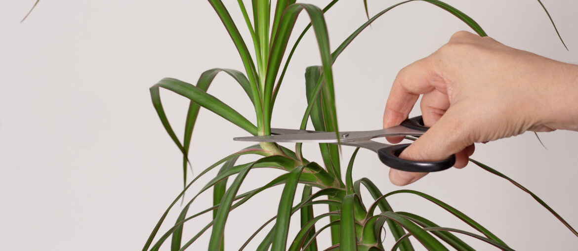 Woman hand pruning top of Dracaena marginata for renew plant