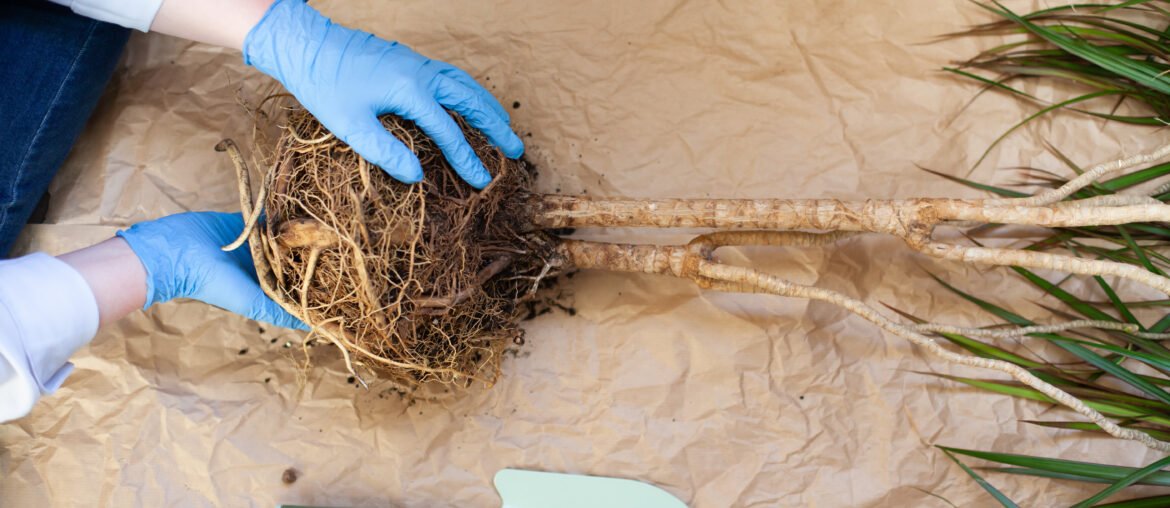 Dracaena houseplant with root system in female hands on craft paper background. Transplanting and repotting home flowers. Home plants care concept. Selective focus.